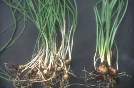 ノビルとスイセンの鱗茎写真